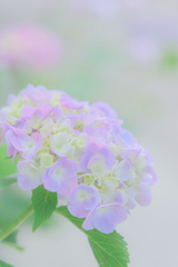 Dreamy紫陽花