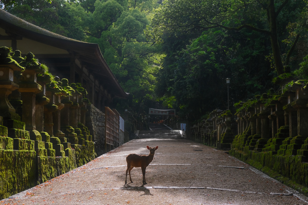 春日大社 参道で