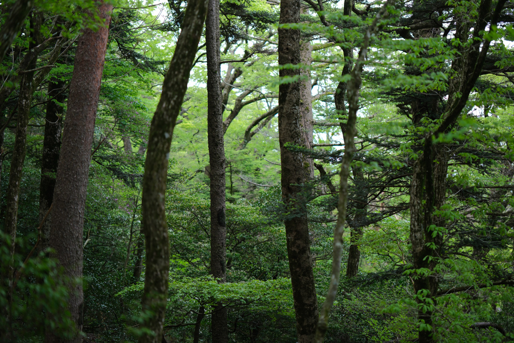 新緑の登山道