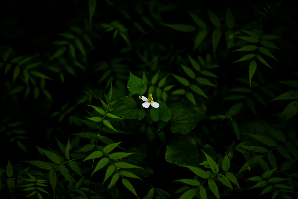 花びら欠けた花一輪