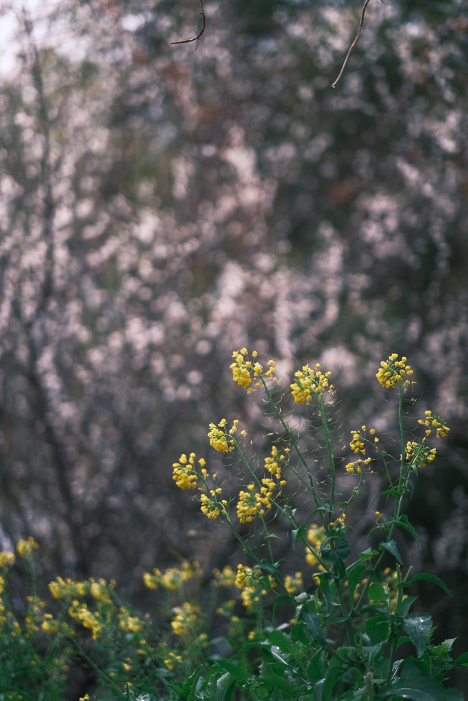 梅園の菜の花