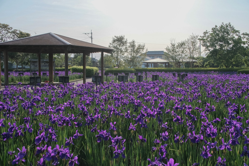 アヤメ綺麗ねー