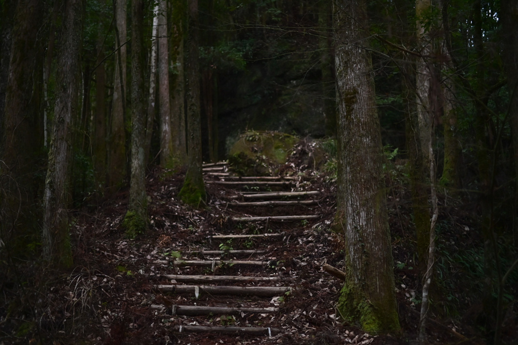 森の中の階段
