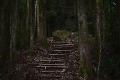森の中の階段