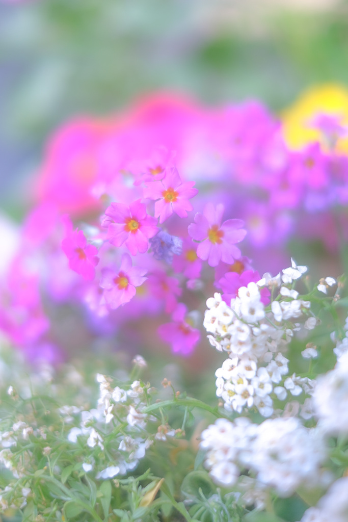 花を…