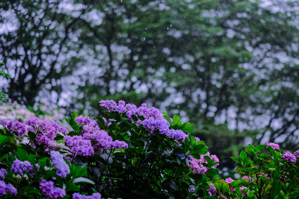6月22日 雷雨に変わる