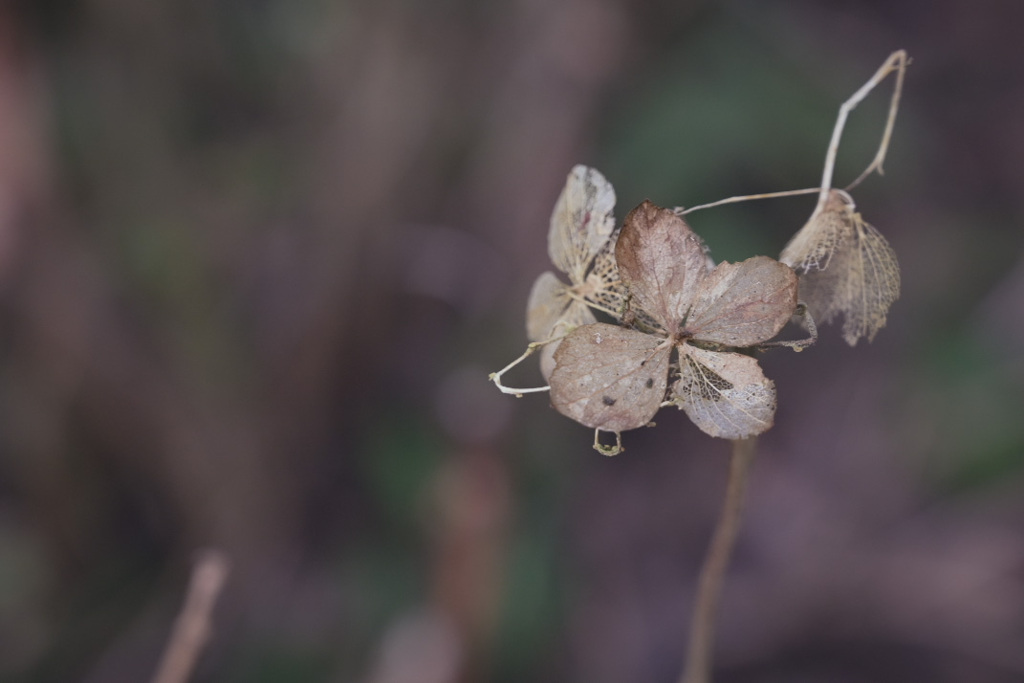 気品漂う枯紫陽花