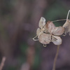 気品漂う枯紫陽花