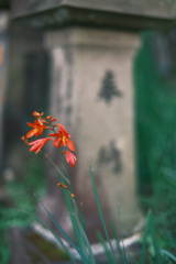 奉納