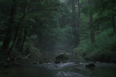 いつもの森で 2