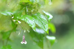 雨に打たれて 2