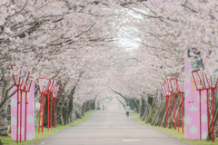 桜並木で朝散歩