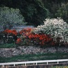 日常を彩る花よ