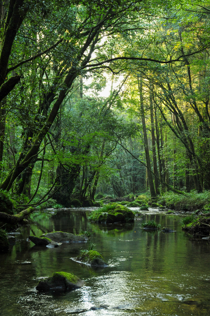 悠久の森にて 2