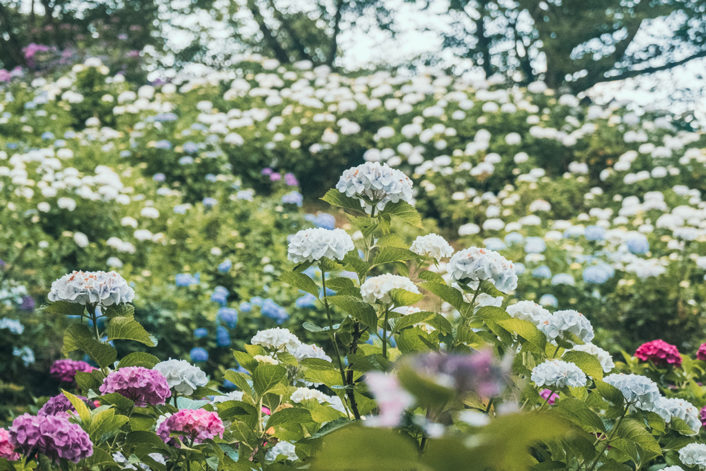 HYDRANGEAS  in full bloom