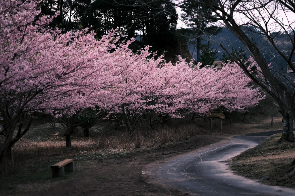 桜咲く