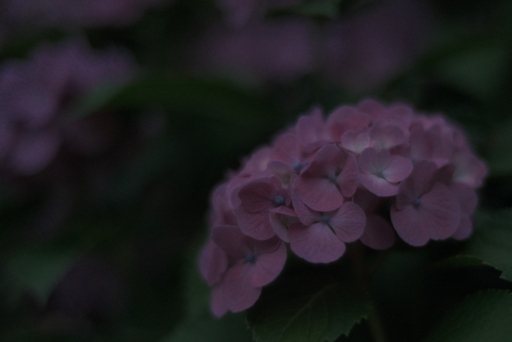 薄暮の紫陽花