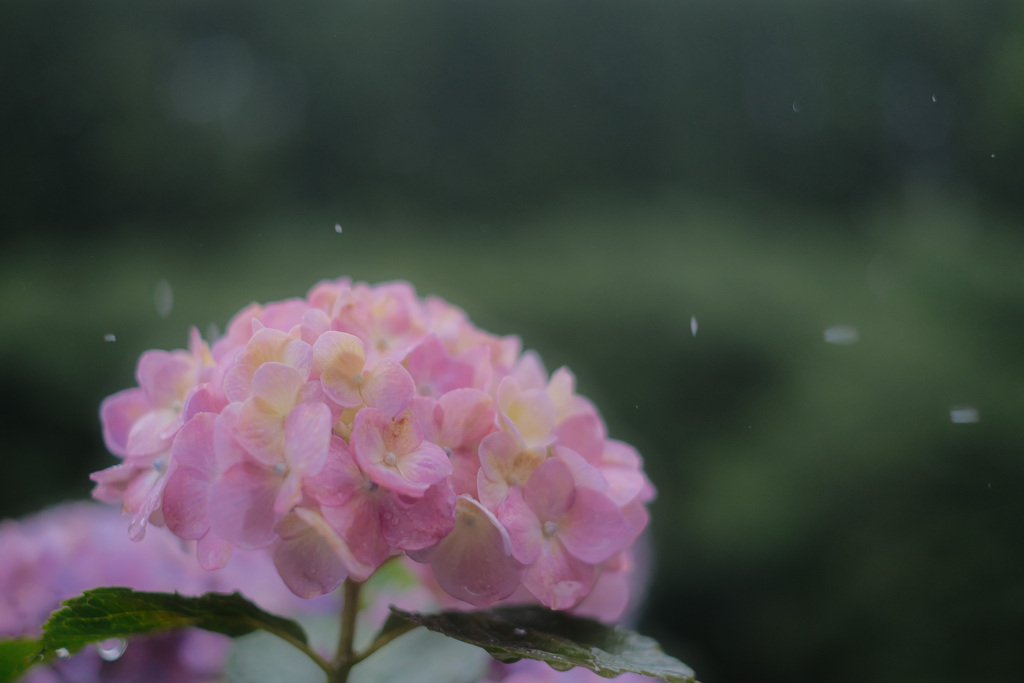 長雨の中で