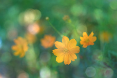 キラキラ黄花