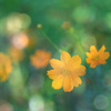 キラキラ黄花