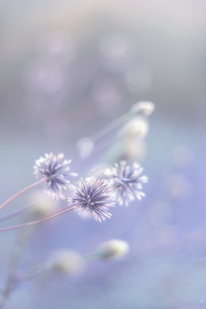 野に咲く花の美しきこと 5