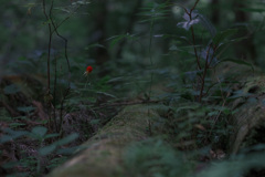 微・紅一点 -肆-