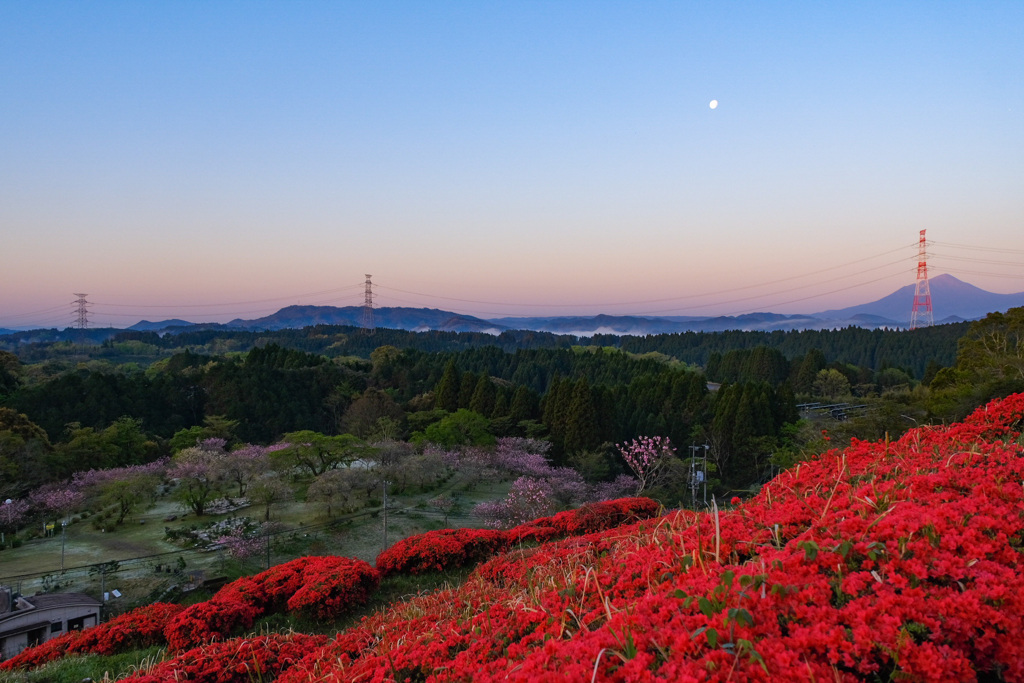 つつじのある景色
