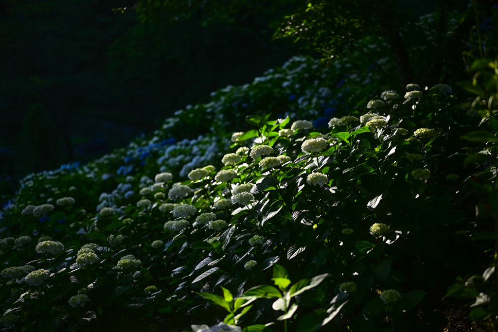 あじさい公園にて 2