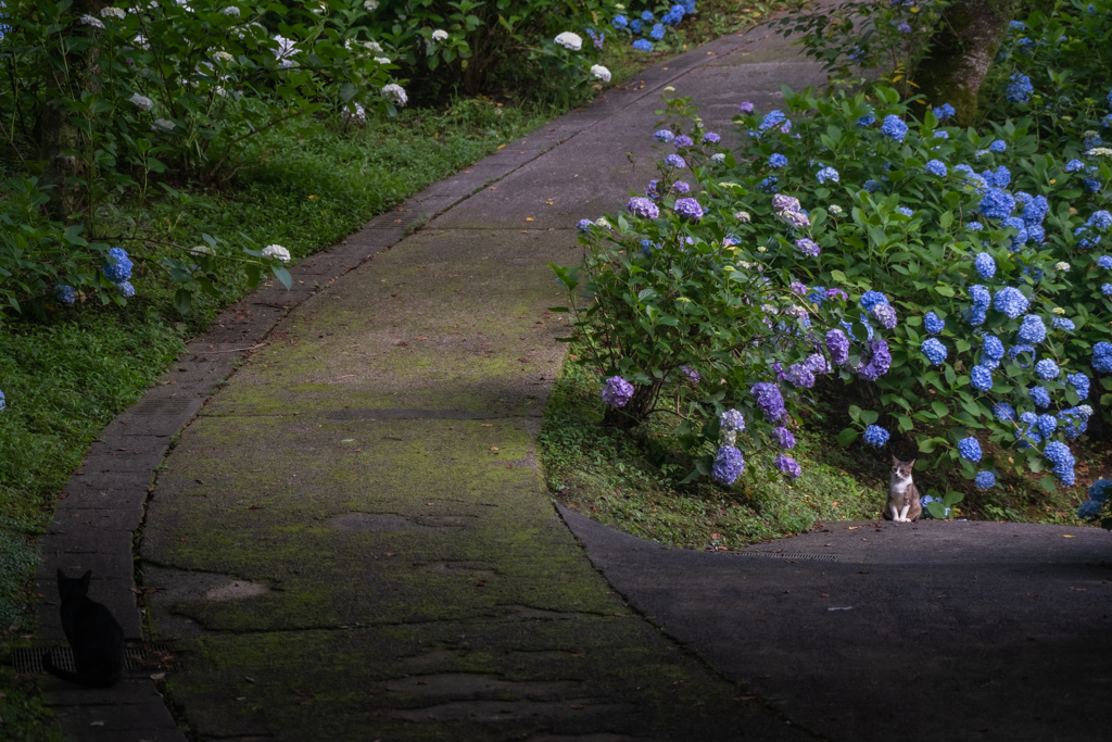 猫と紫陽花と私