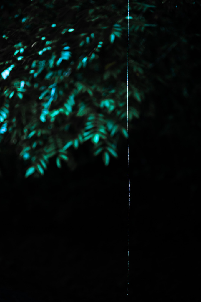 カンダタの蜘蛛の糸