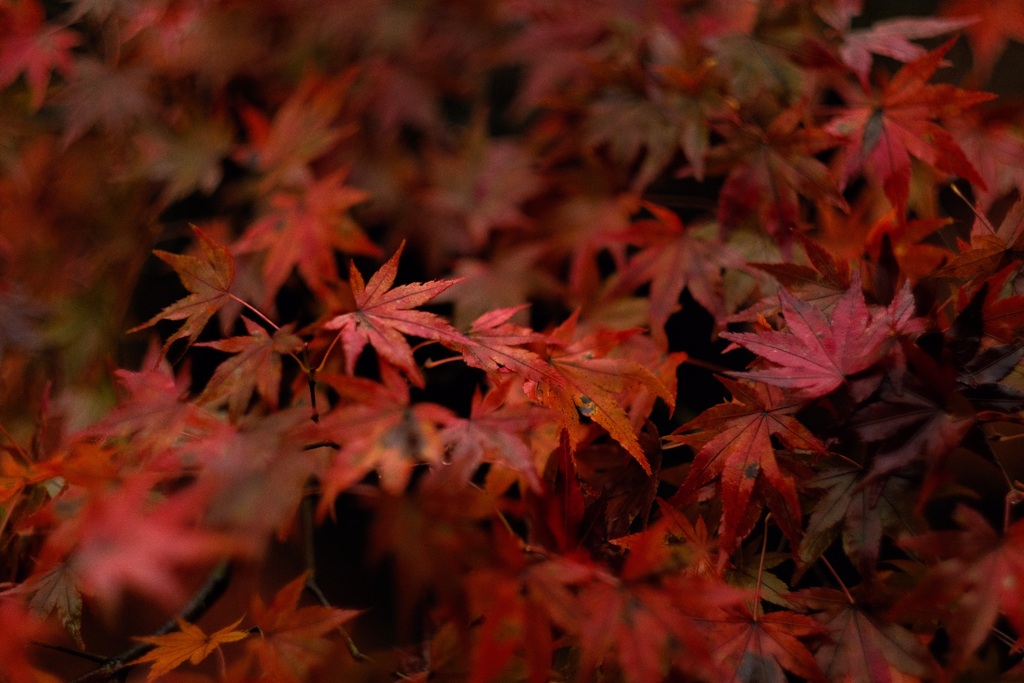 赤紅葉