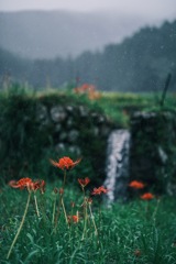 雨の棚田で 1