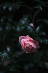山茶花 2024