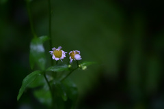 雨に打たれて