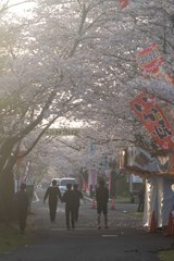 桜祭りの朝に