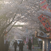 桜祭りの朝に