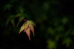 私の植物観察　紅葉