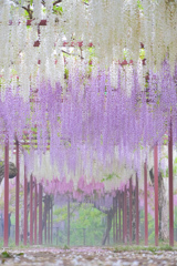 朝霞の藤回廊