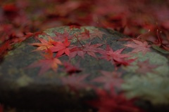雨に濡れて 壱