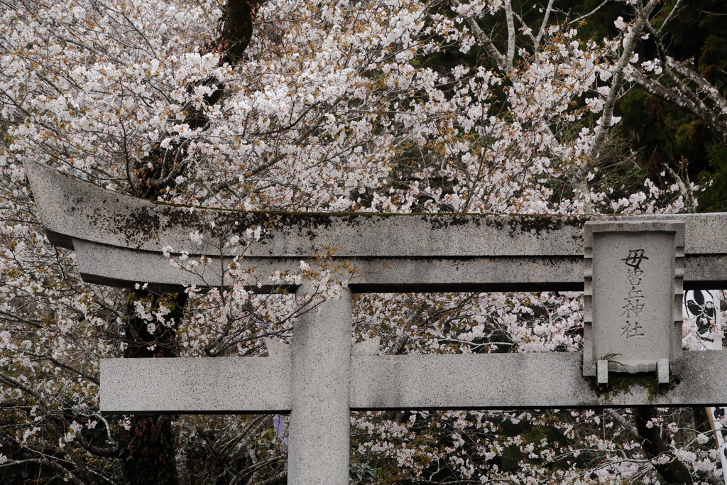 母智丘神社　桜