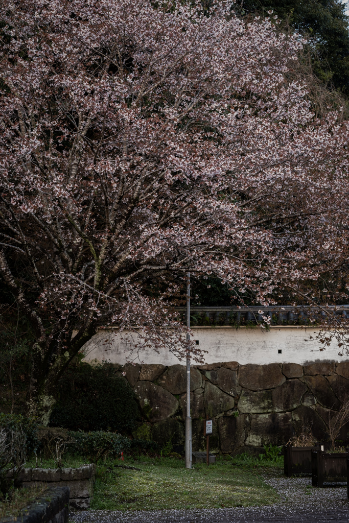 桜と城壁