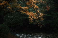 黄紅葉