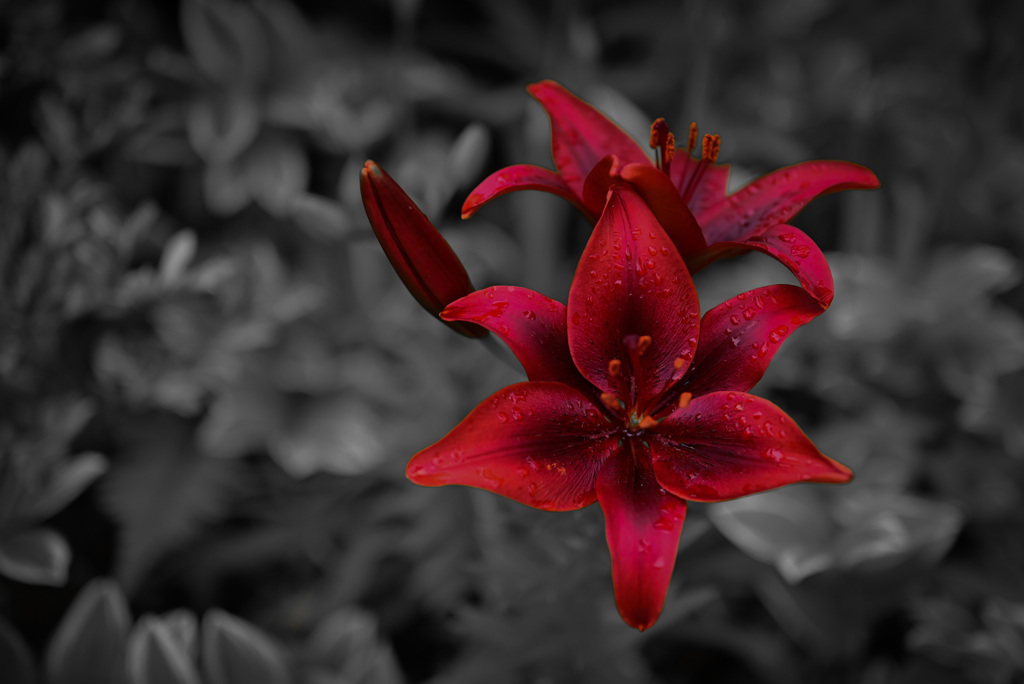 真紅の花