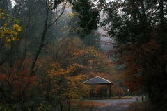 雨と霧と少しの紅葉