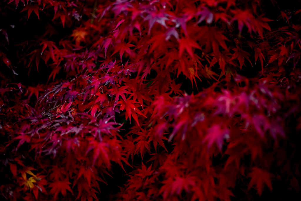 赤と黒