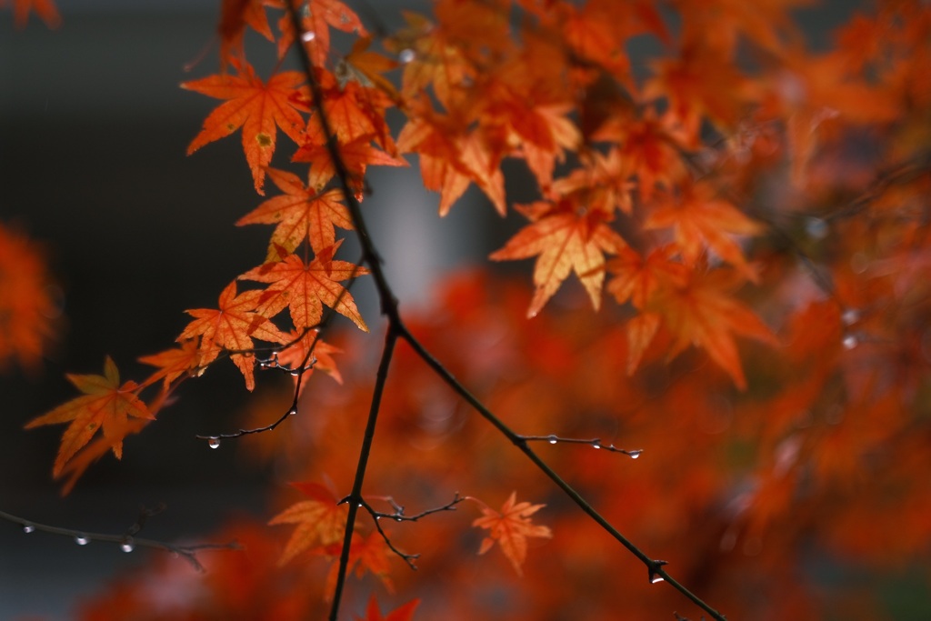 雨に濡れて 弐
