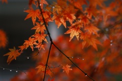 雨に濡れて 弐