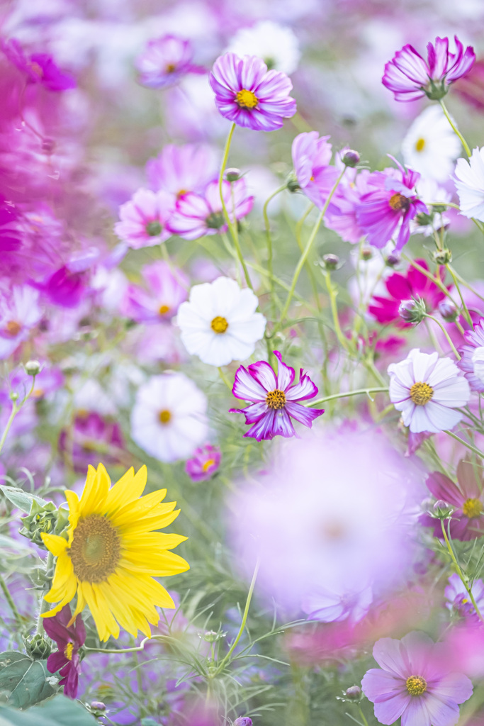 秋桜乱舞 with Sunflower