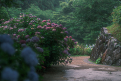 雨の紫陽花公園で