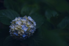 2025 紫陽花始まる